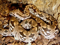 Boa Snakes :Dumeril's Ground Boa (Acrantophis Dumerili)