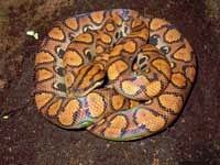 Boa Snakes :Brazilian Rainbow Boa (Epicrates Cenchria Cenchria)