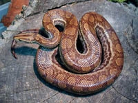 Boa Snakes :Columbian Rainbow Boa (Epicrates Cenchria Maurus)