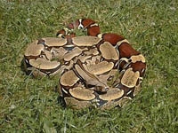 Boa Snakes :Boa (Boa Constrictor)