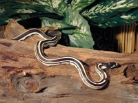 King Snakes:Desert Striped (Lampropeltis G.Californiae)