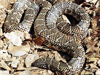King Snakes:Floridan (Lampropeltis G.Floridana)