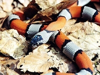 King Snakes:Gray Banded (Lampropeltis Alterna)
