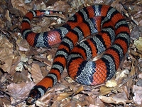 King Snakes:Ruthven's (Lampropeltis Ruthveni)