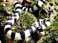 King Snakes:50-50 Black & White (Lampropeltis G.Californiae)