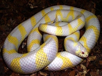 King Snakes:Albino Banded (Lampropeltis G.Californiae)