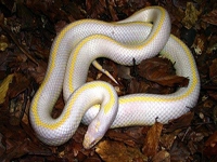 King Snakes:Albino Striped (Lampropeltis G.Californiae)