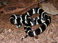King Snakes:Desert Banded (Lampropeltis G.Californiae)