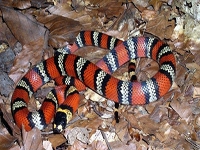 Milk Snakes:Sinaloan (Lampropeltis T.Sinaloae)