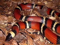 Milk Snakes:Mexican (Lampropeltis T.Annulata