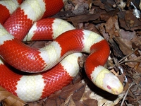 Milk Snakes:Nelson Albino (Lampropeltis T.Nelsoni)