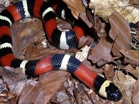 Milk Snakes:Pueblan (Lampropeltis T.Campbelli)