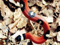 Milk Snakes:Sinaloan Zipper (Lampropeltis T.Sinaloae)