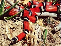 Milk Snakes:Sinaloan (Lampropeltis T.Sinaloae)