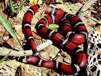 Milk Snakes:Sinaloan (Lampropeltis T.Sinaloae)