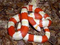 Milk Snakes:Honduran Albino (Lampropeltis T.Hondurensis)