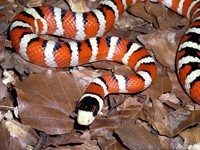 Milk Snakes:Sinaloan (Lampropeltis T.Sinaloae)