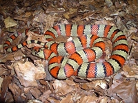 Milk Snakes:Variable (Lampropeltis Mexicana Thayeri)