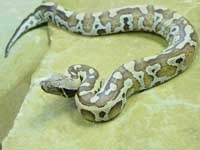 Python Snakes :Red Blood Python (Python Curtus)
