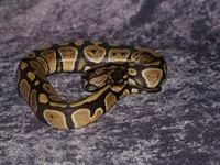 Python Snakes :Ball Python (Python Regius)