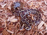 Python Snakes :Burmese Python (Python Molurus)