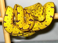 Python Snakes :Green Tree Python (Chondropython Viridis)