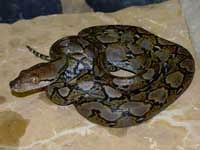 Python Snakes :Reticulated Python (Python Reticulatus)