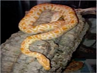 Python Snakes :Albino Burmese Python (Python Molurus)