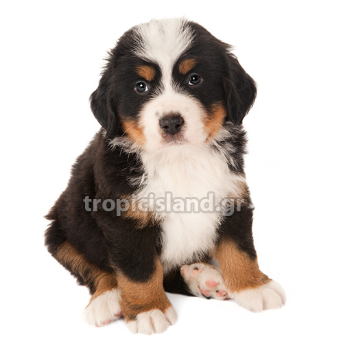 ΒΕΡΝΗΣ (ΟΡΕΙΝΟΣ ΣΚΥΛΟΣ)