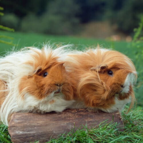 Cavia - Image 2