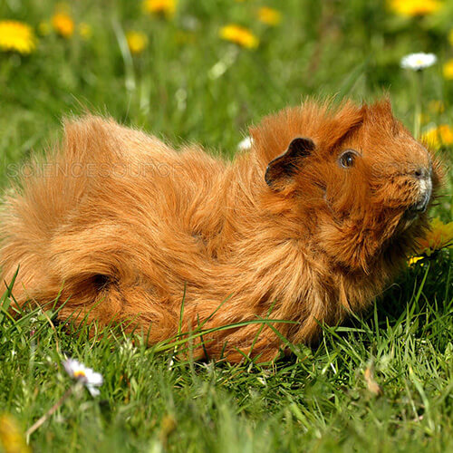 Cavia - Image 3