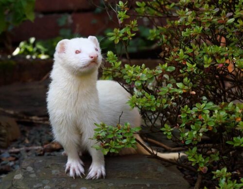 Ferret Κουνάβια - Image 2