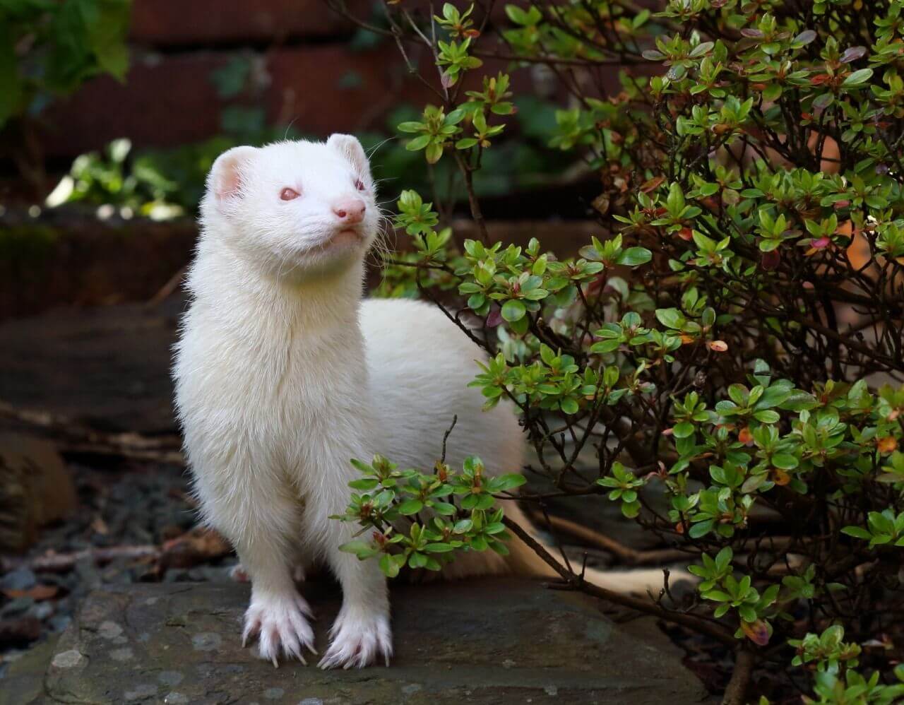 Ferret Κουνάβια - Image 2