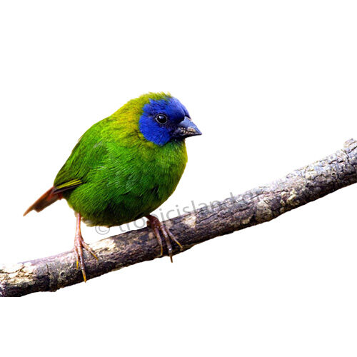 Blue-faced parrotfinch