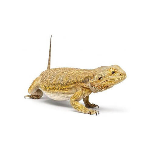 Bearded Dragon
