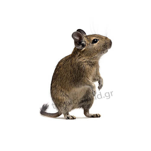Degus