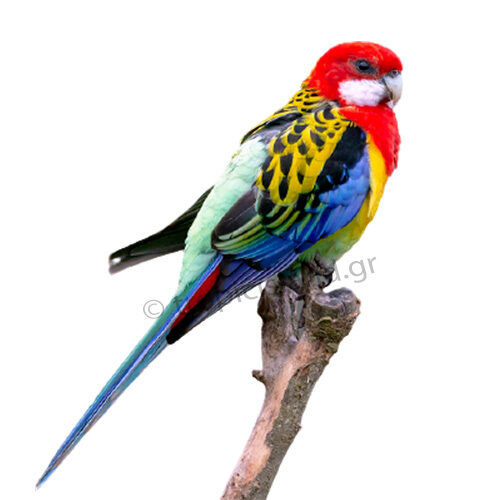 Ροζέλα Ανατολική