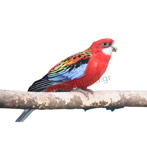 Ροζέλα Ανατολική Κόκκινη