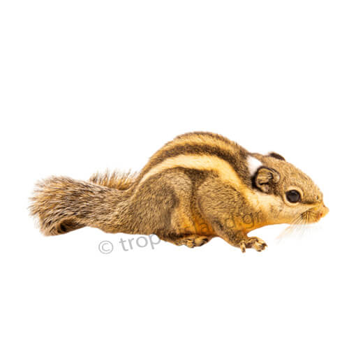 Himalayan striped Σκίουρος