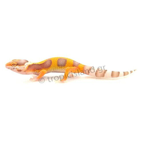 Leopard Gecko Albino
