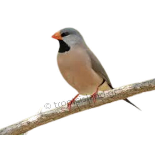 Μακρύουρος Σπίνος