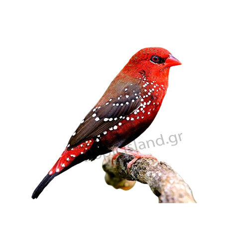 Κόκκινο αβαντάβατ