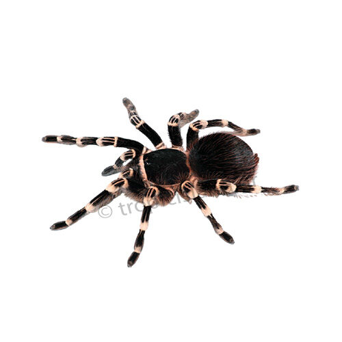 Brazilian White Knee Tarantula