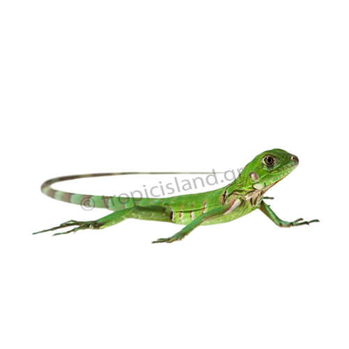 Ιγκουάνα Πράσινη