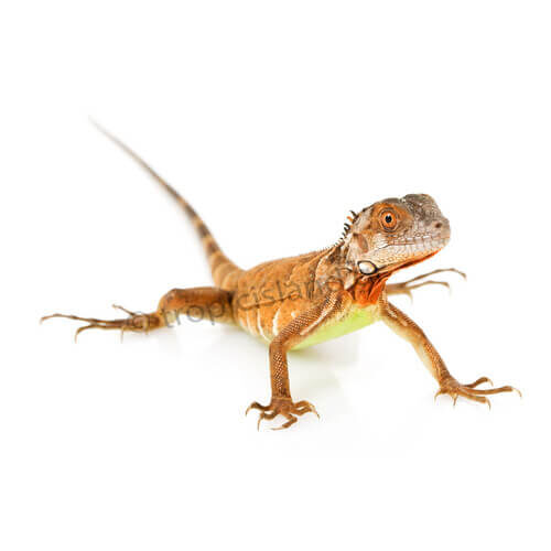 Ιγκουάνα Κόκκινη