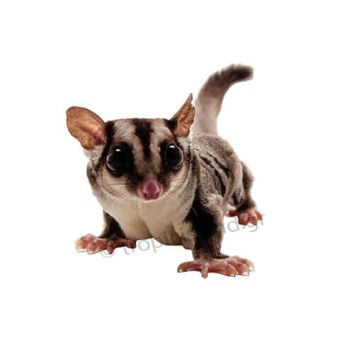 Sugar Gliders
