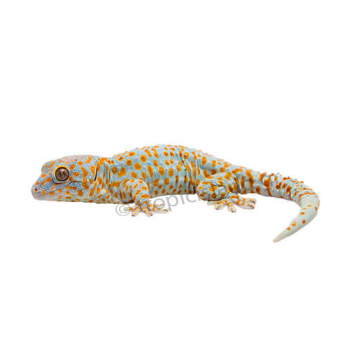 Tokay Gecko